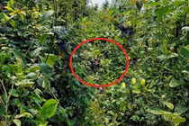 Dấu vết đáng ngờ trên thi thể người đàn ông được phát hiện trong rừng