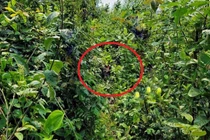 Dấu vết đáng ngờ trên thi thể người đàn ông được phát hiện trong rừng