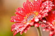 Giữa tháng 11, xui xẻo tiêu tan, 3 con giáp có tiền bạc