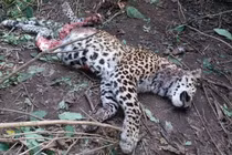 Báo hoa mai chết thảm trước nanh vuốt của hổ dữ 