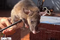 Vượt núi đá săn đàn chuột khổng lồ... chuyện lạ ngay Hà Nội