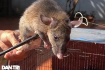 Vượt núi đá săn đàn chuột khổng lồ... chuyện lạ ngay Hà Nội