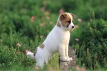 4 con giáp nghị lực ngút trời, sớm muộn gì cũng làm nên đại sự