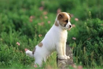 4 con giáp nghị lực ngút trời, sớm muộn gì cũng làm nên đại sự