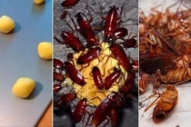 Chỉ 1 lon bia uống dở đã đuổi được cả đàn gián