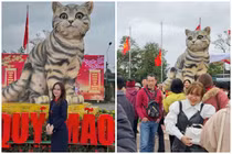 Hậu Tết số phận “hoa hậu mèo” Quảng Trị ra sao?