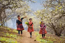 Vẻ đẹp rực rỡ của Hoa mận nở trắng trên cao nguyên Mộc Châu