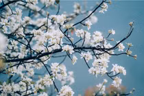 Mùa hoa sơn tra Nậm Nghiệp