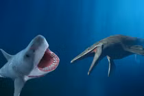 Kẻ thắng trận chiến giữa cá mập Megalodon và thằn lằn