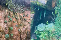 Hình ảnh sen đá xuất hiện trên đường lên đỉnh Fansipan gây chú ý