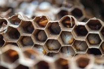 Ong sát thủ vô tình "chỉ điểm" giúp tiêu diệt 1.500 ấu trùng non