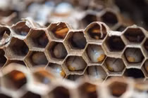 Ong sát thủ vô tình "chỉ điểm" giúp tiêu diệt 1.500 ấu trùng non