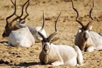 Những chiếc sừng và gạc ấn tượng trong thế giới động vật 