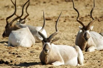 Những chiếc sừng và gạc ấn tượng trong thế giới động vật 