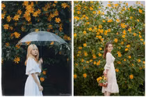 Đến Ba Vì ngay mùa dã quỳ đẹp mê ly, check-in quên lối về