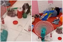 Netizen sốc với clip phòng trọ bị 3 cô gái biến thành bãi rác