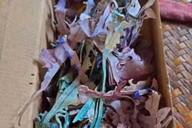 Cất giữ tiền tiết kiệm, cụ bà đau đớn khi mở ra sau thời gian dài