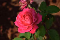 Người sinh 4 tháng Âm lịch kinh doanh cực vượng, tương lai phát tài