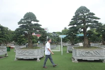 Mãn nhãn cây tùng “lạ” khiến đại gia vác bao tải tiền đến mua 