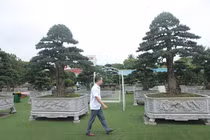 Mãn nhãn cây tùng “lạ” khiến đại gia vác bao tải tiền đến mua 