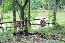 9x Phú Thọ thu về hàng chục triệu đồng nhờ nghề lạ