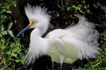 Ngắm bộ lông tuyệt đẹp của cò Tuyết 