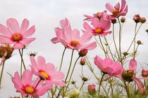 Từ Rằm tháng 7 Âm, 3 con giáp bùng nổ vận may, tiền về tới tấp