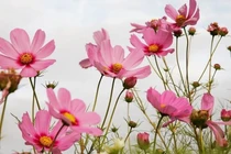 Từ Rằm tháng 7 Âm, 3 con giáp bùng nổ vận may, tiền về tới tấp