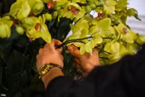 Lan hồ điệp 'cóc ngậm kim tiền' chào bán 250 triệu đồng