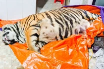 Ông chủ căn nhà nơi phát hiện con hổ nặng 2,5 tạ ra đầu thú