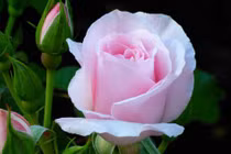 3 con giáp sáng suốt, kiên trì, chớp thời cơ giành thắng lợi