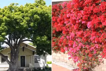 Những cây phong thủy đang hút lộc nhưng gia chủ