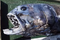 'Đại vương' săn mồi của vùng biển Nhật