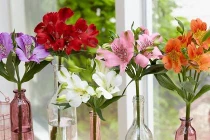 Đặt 5 loại cây này trong nhà vận may cứ đổ về ầm ầm