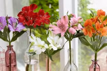 Đặt 5 loại cây này trong nhà vận may cứ đổ về ầm ầm