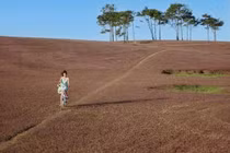 Du lịch Đà Lạt thời gian này đừng quên check in đồi cỏ hồng