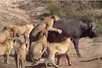 Trâu đứt đuôi húc văng sư tử, kẻ thù chỉ tiếc nuối nhìn theo 