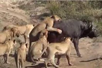 Trâu đứt đuôi húc văng sư tử, kẻ thù chỉ tiếc nuối nhìn theo 