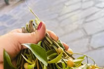 Thứ mọc bờ bụi ở Việt Nam, dân hái bán thành đặc sản 