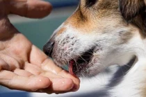 Con chó liếm tay của bạn, hóa ra nó đang nói điều này