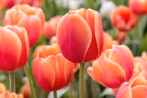 Sinh vào 5 ngày Âm lịch này, có chí làm giàu, về già sung túc