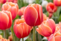 Sinh vào 5 ngày Âm lịch này, có chí làm giàu, về già sung túc