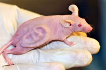 Chú chuột mang tai người đã thay đổi thế giới ra sao?