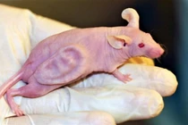 Chú chuột mang tai người đã thay đổi thế giới ra sao?