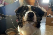 Chó lạc ở Mỹ 'phượt' hơn 240 km