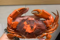 Cua hai da vào mùa nhiều nơi không đủ hàng để bán