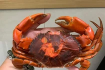 Cua hai da vào mùa nhiều nơi không đủ hàng để bán