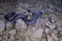 Đang lặn, người đàn ông tái mặt vì hành động của sinh vật lạ 