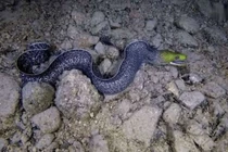 Đang lặn, người đàn ông tái mặt vì hành động của sinh vật lạ 