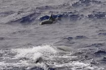 Phát hiện mới về nơi sinh sống của cá voi có nguy cơ tuyệt chủng 